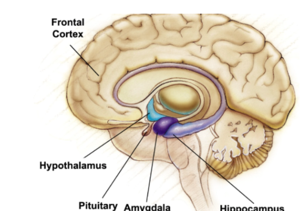 <ol><li><p><span>Developmental period beginning at puberty and ending at adulthood</span></p></li></ol><p><span>During adolescence, neurons in the frontal cortex grow myelin, which speeds up nerve conduction. The frontal cortex lags behind the limbic system’s development. </span><em><span>Hormonal surges and the limbic system may explain occasional teen impulsiveness.</span></em></p>