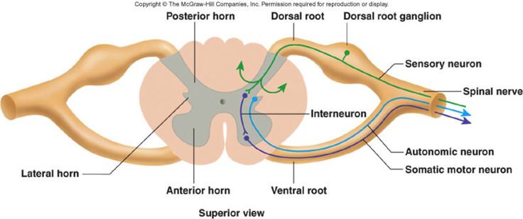 <p>Posterior/ dorsal rootlets enter the <strong>posterior horn</strong> of the gray matter.</p>