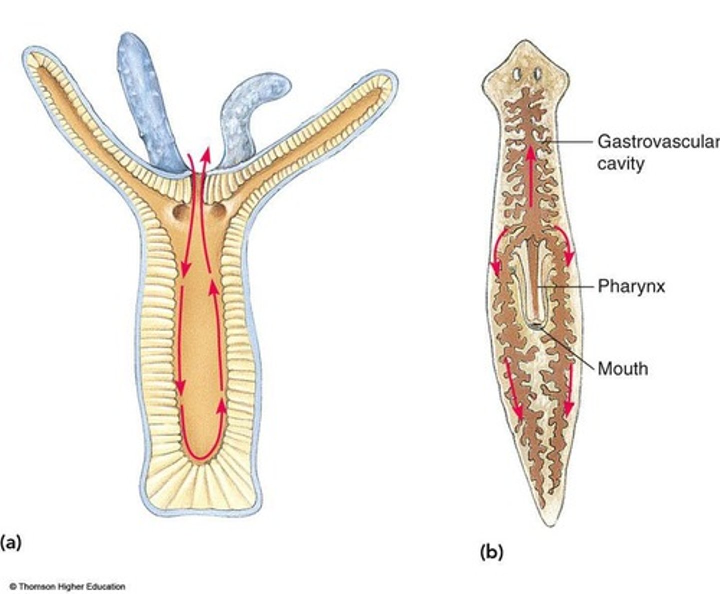 <p>Gastrovascular cavity allowing diffusion</p>