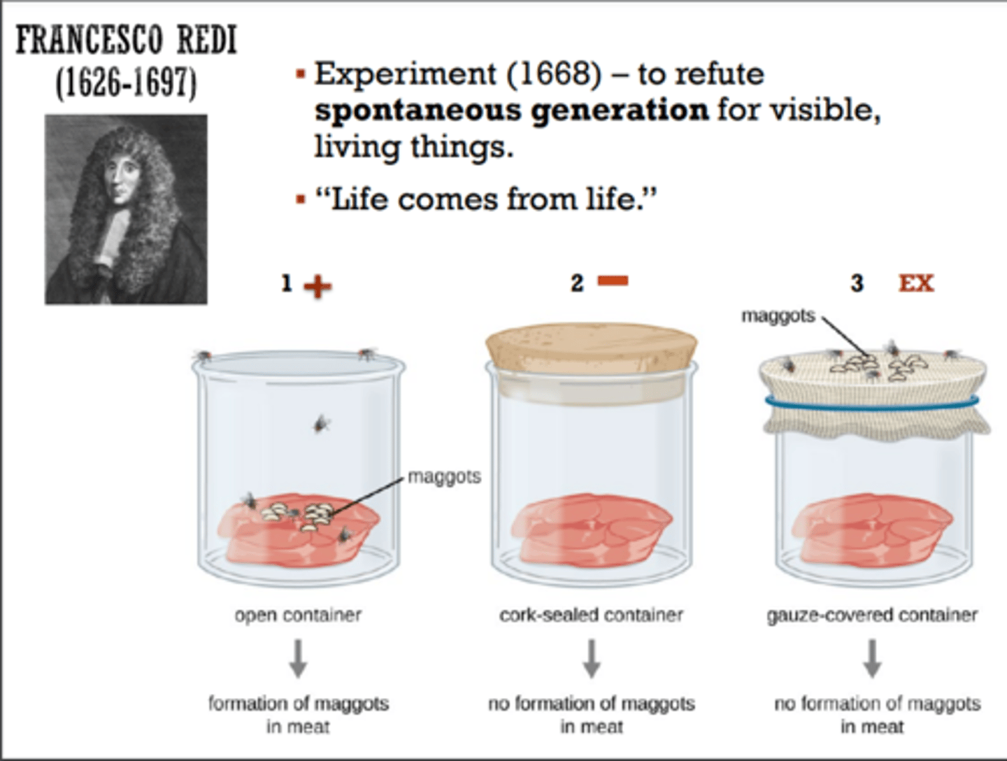 <p>Experiment (1668)</p><p>to refute spontaneous generation for visible, living things. "Life comes from life."</p>
