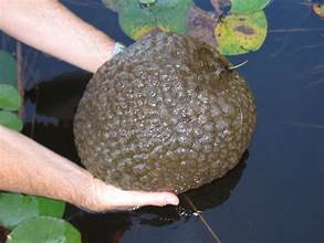 <p>Bryozoans or Moss Animals</p>