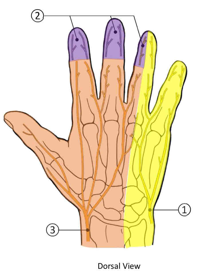 <p>Sensory Nerves of Dorsal View of the Hand</p>