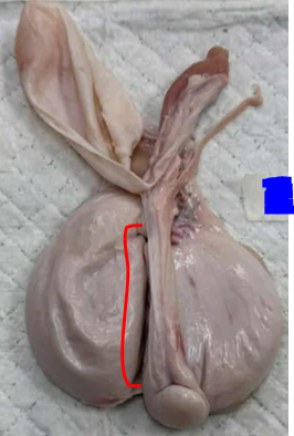 <p>Give the specific name of the part of the organ pointed and the specie it came from</p>