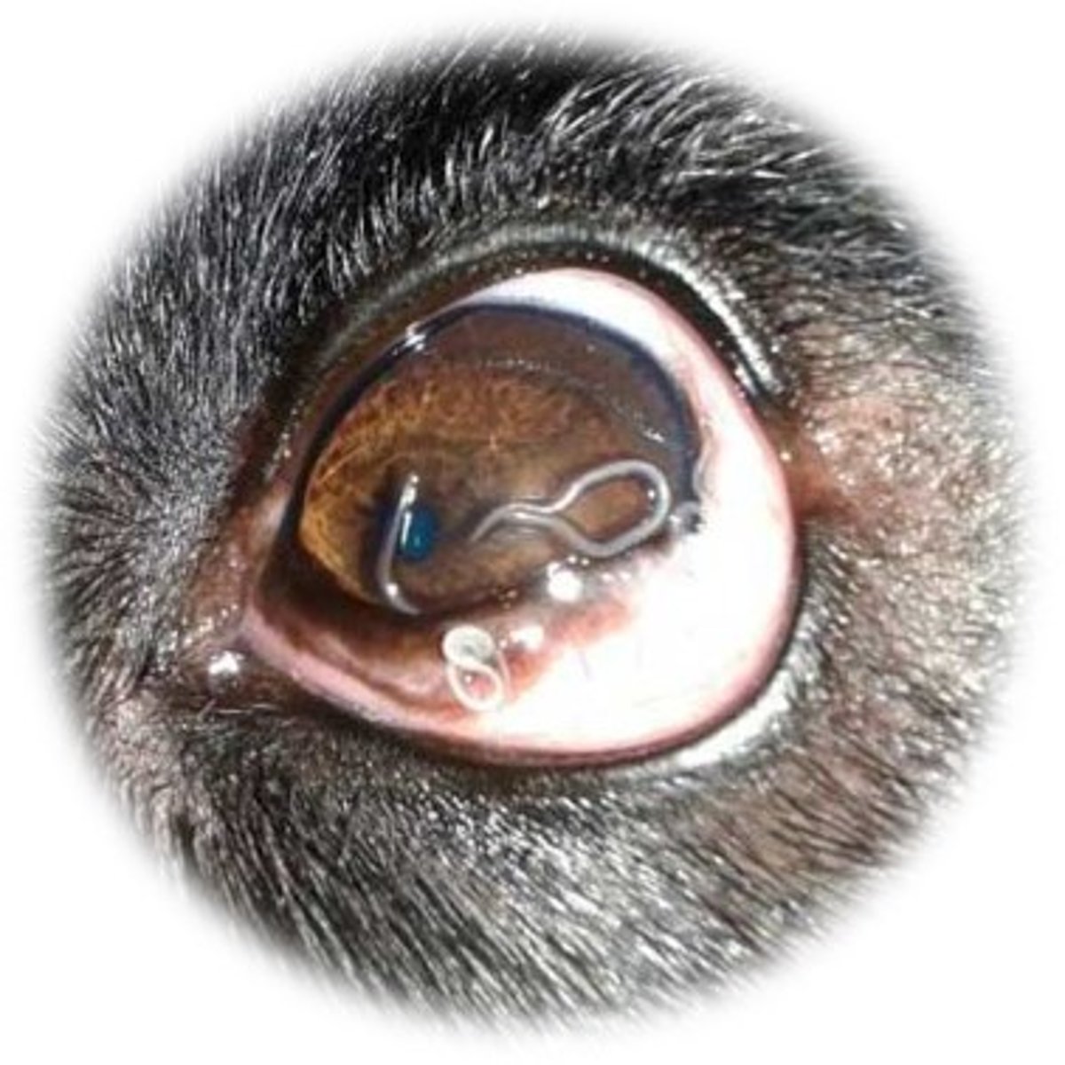 <p>What is the genus associated with parasites found in the eye of cattle, horses, dogs and cats?</p>