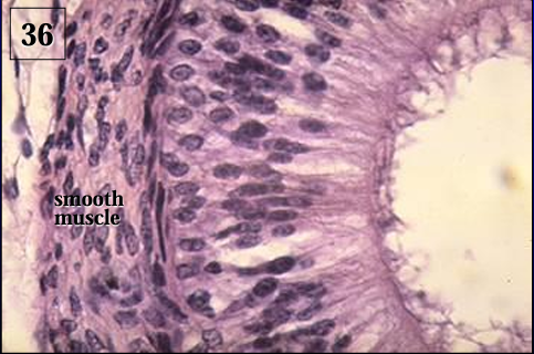 <p>Ductus epididymidis, equine. </p><p>The duct is <strong>lined by a tall pseudostratified columnar epithelium with long microvilli.</strong></p>