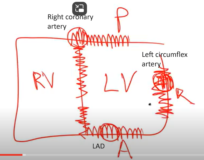 <p>Anterior wall and anterior septum of LV.</p><p>Posterior wall, posterior septum, and papillary muscles of LV.</p><p>Lateral wall of LV</p>