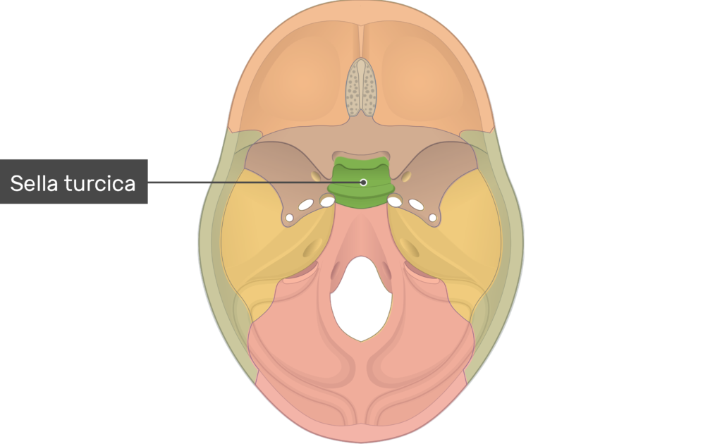 <p>sphenoid</p>
