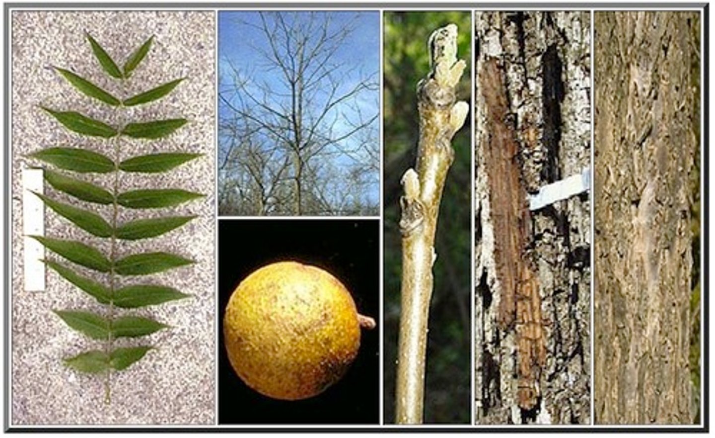 <p>alternate, even pinnately compound (14-22 leaflets), round, lobular, fuzzy nut</p>