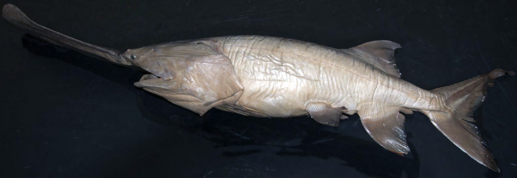 <p>!</p><p>phylum</p><p>subphylum</p><p>superclass</p><p>class</p><p>subclass</p><p>order</p>