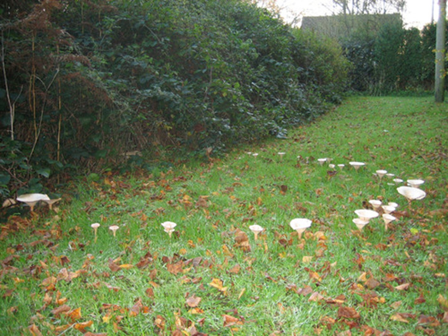 <p>Basidiomycota</p>