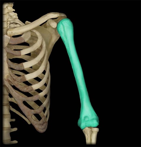 the bone of the upper arm or forelimb, forming joints at the shoulder and the elbow.
(think upper arm)