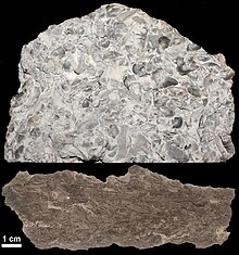 <p>Sedimentary, not made up of other rock, reacts to HCl, has fossils like leach shaped lumps</p>