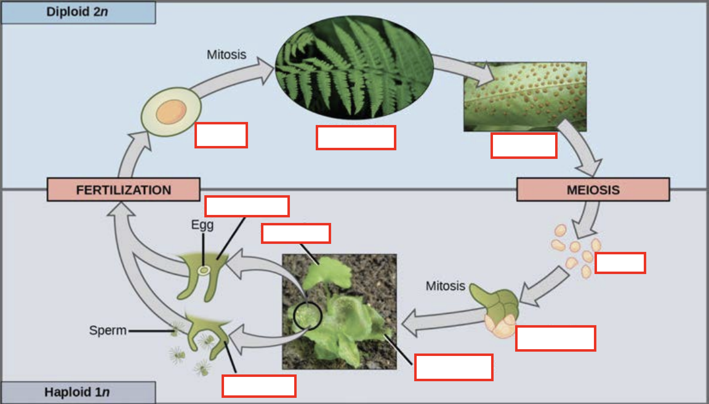 <p>Fill in the blank for the fern life cycle</p>