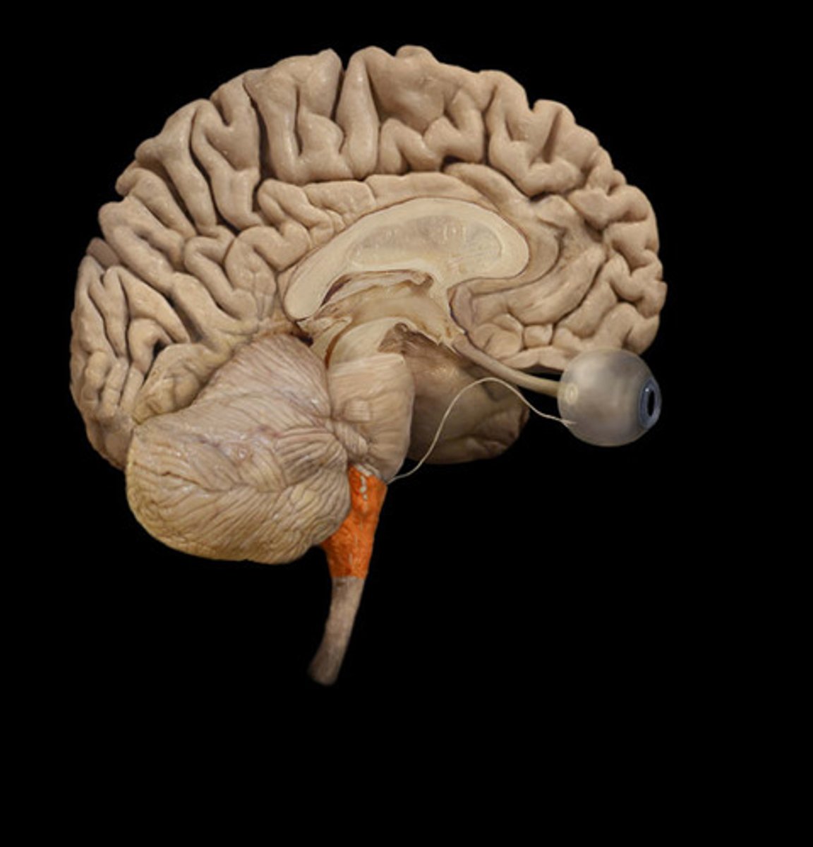 <p>center for regulation of vital signs</p>