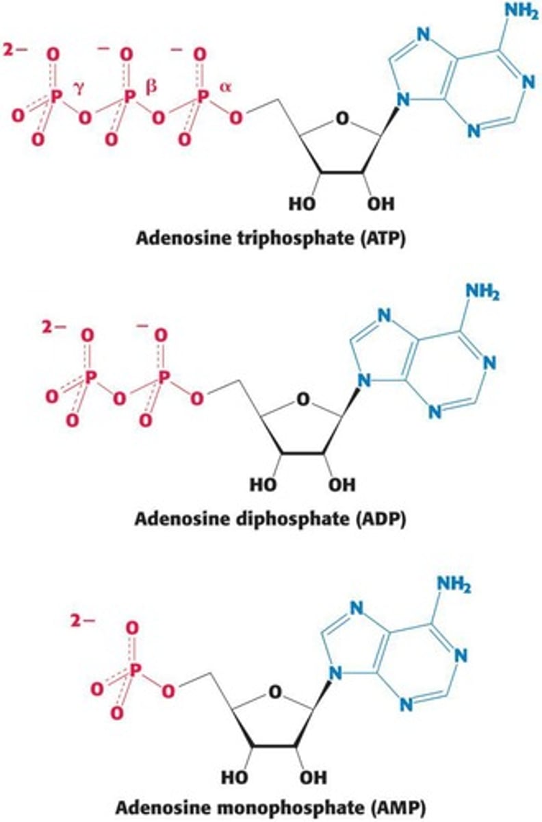 <p>Hydrolysis of ATP releases a large amount of free energy, which can be used to drive other reactions.</p>