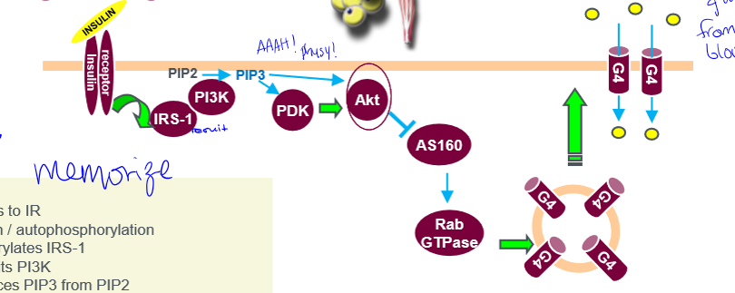 <p>1) insulin binds to insulin receptor (IR); 2) IR activation/autophosphorylation; 3) IR phosphorylates insulin receptor substrate (IRS-1); 4) IRS-1 recruits PI3K; 5) PI3K produces PIP3 from PIP2; 6) PIP3 recruits PDK and Akt; 7) PDK activates Akt; 8) Akt inactivates AS160 leading to activate Rab proteins (a type of GTPase); 9) promote the translocation of GLUT4</p>