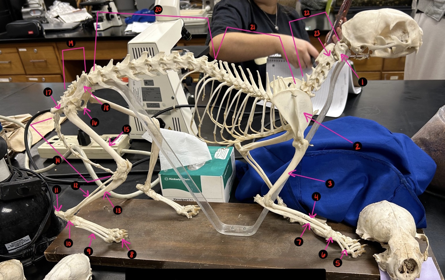 <p>Cat skeleton- 1</p>