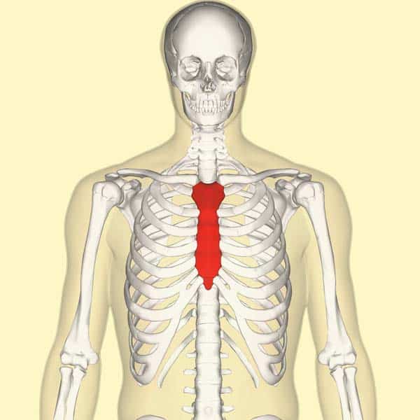 <p>anterior; Relating to the sternum, the flat bone in the center of the chest.</p>