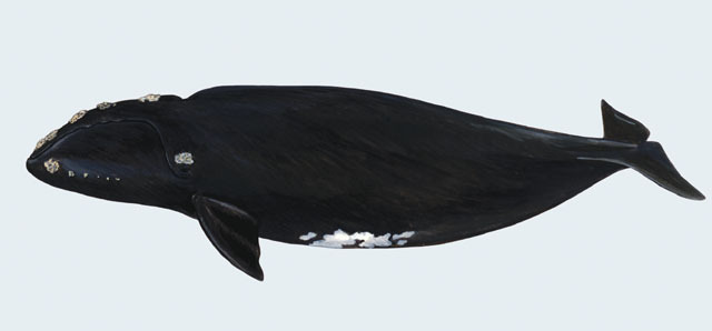 Which family of Mysticetes contains right and bowhead whales?