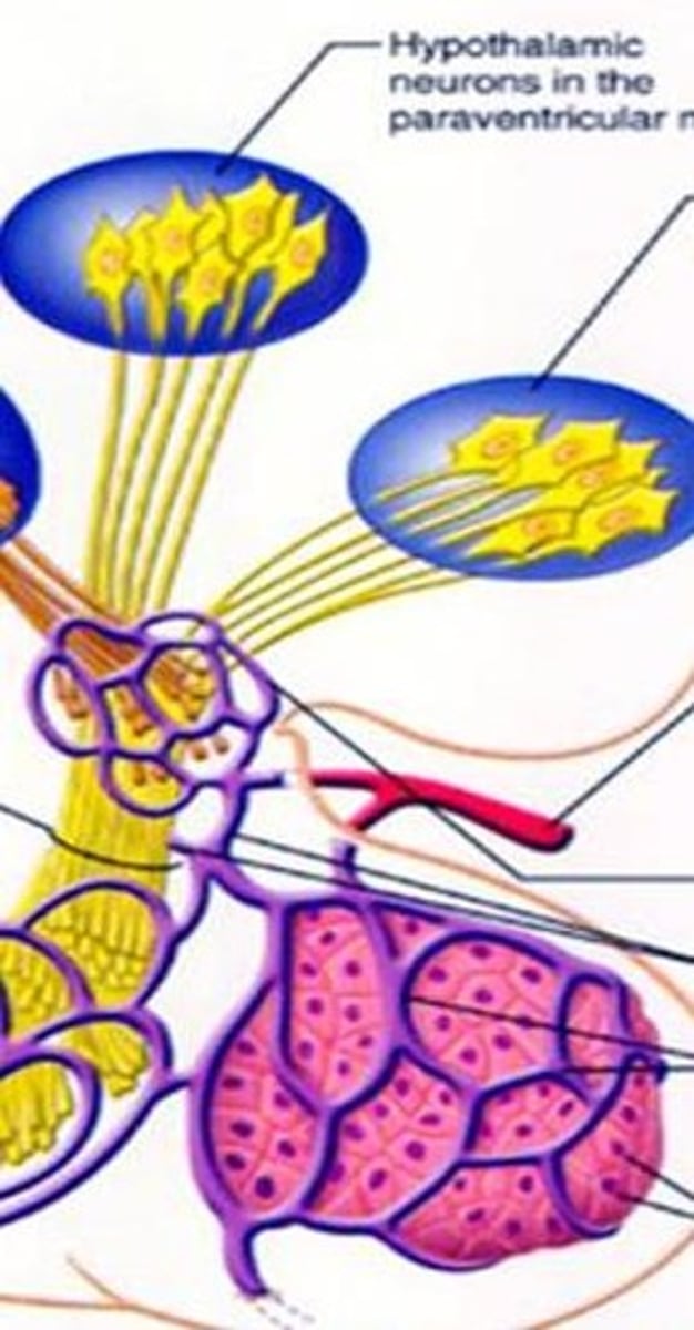 <p>The Hypothalamus regulates the Pituitary gland's hormone secretion.</p>