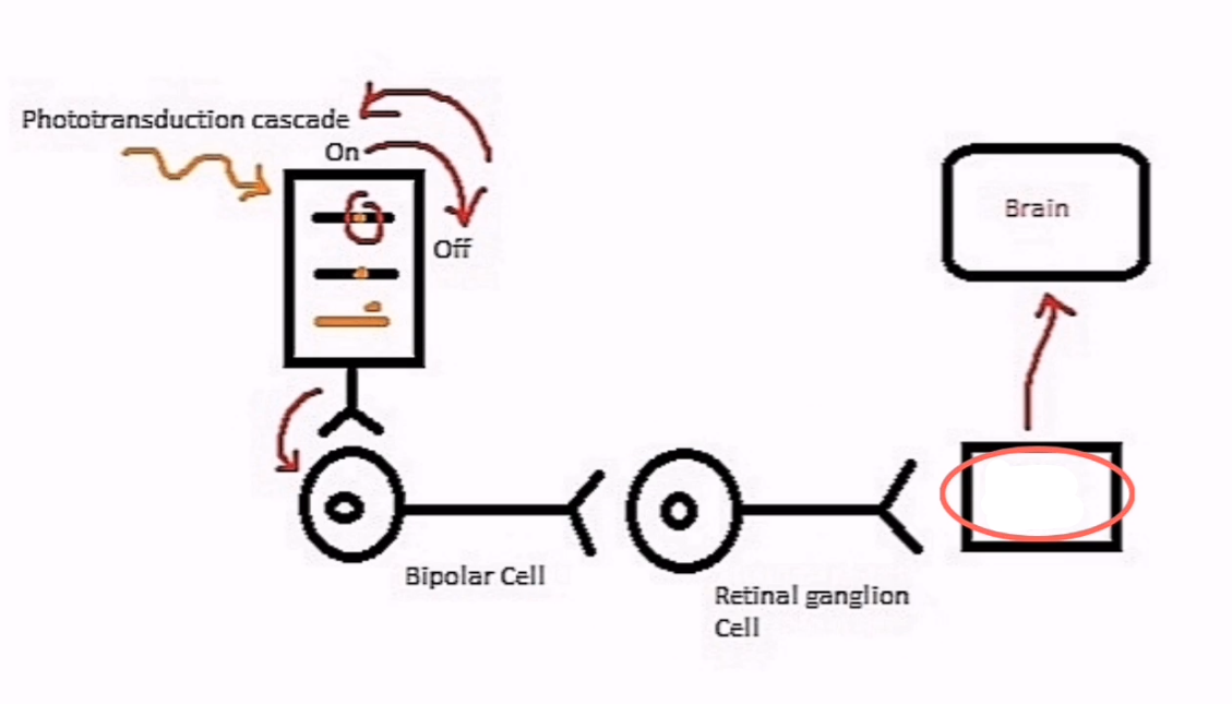 <p>Once the <em>Retinal Ganglion Cell</em> has been activated by the action potential of the <em>Bipolar Cell</em>, the Retinal Ganglion cell will fire its own action potential and then those signals will now be transmitted to the ____________.</p>