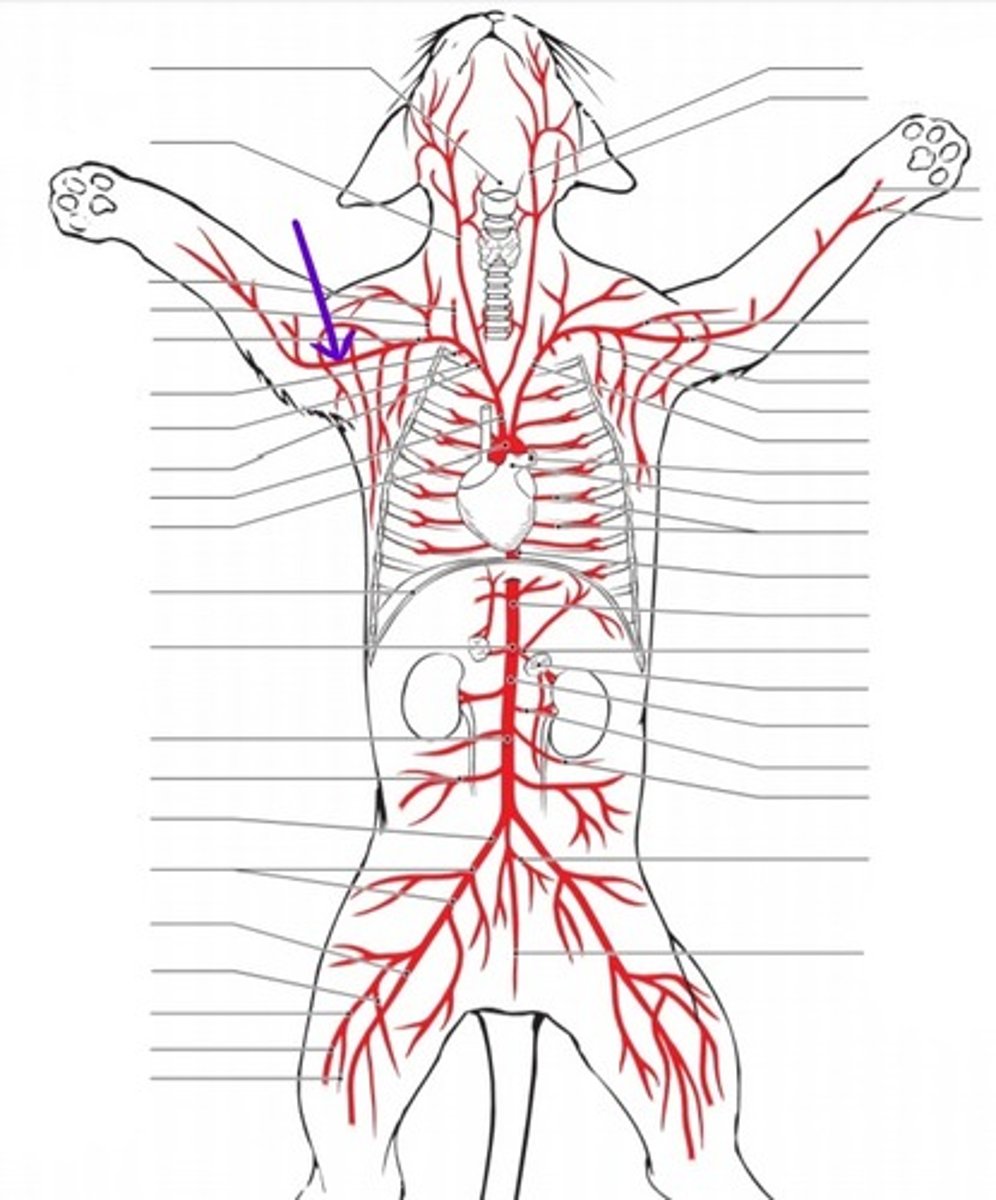 <p>identify the artery</p>