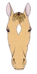 <p>a white marking between the horses eyes</p>