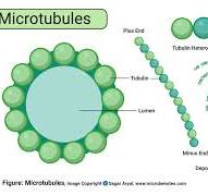 <p>microtubules</p>