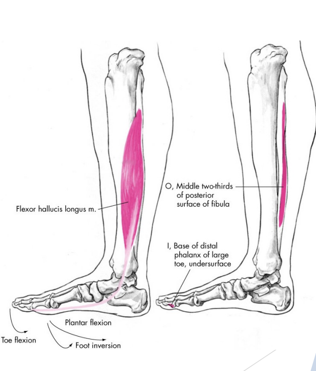 <p>Flexor Hallucis Longus</p>