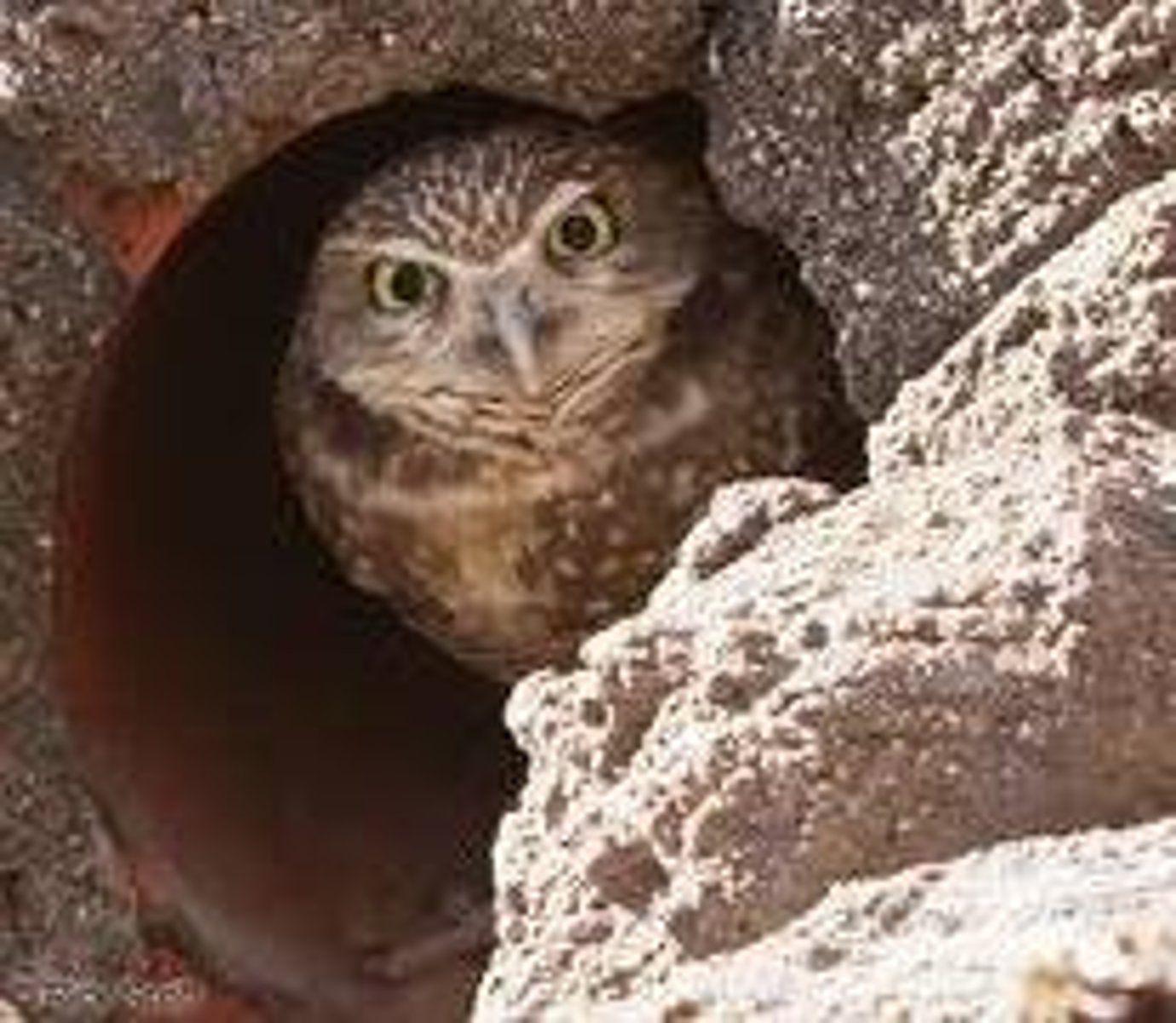 <p>any weathering that's caused by the activities of living organisms</p><p>ex: animal guano, lichen</p>