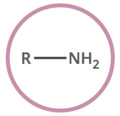 <p>2 other types:</p><p>• R2-NH</p><p>• R3-N</p>