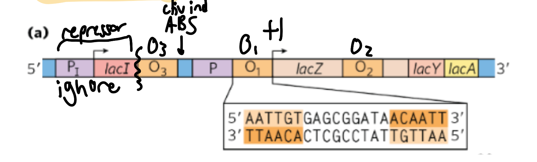 <p>visual</p>