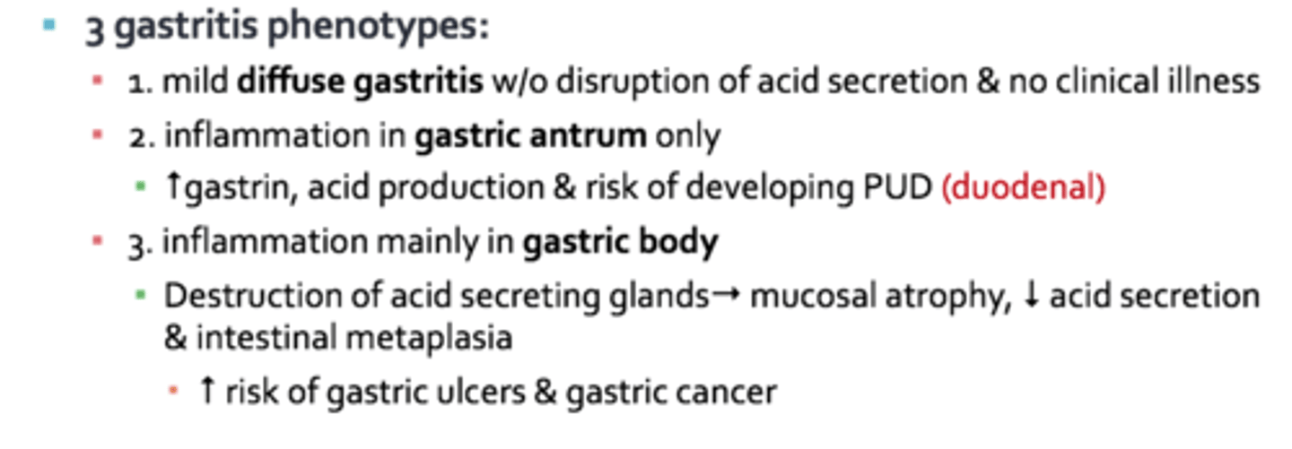 <p>inflammation mainly in the <strong><span style="text-decoration:underline">gastric body</span></strong></p>