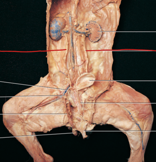 <p>carries urine from kidneys to urinary bladder</p>