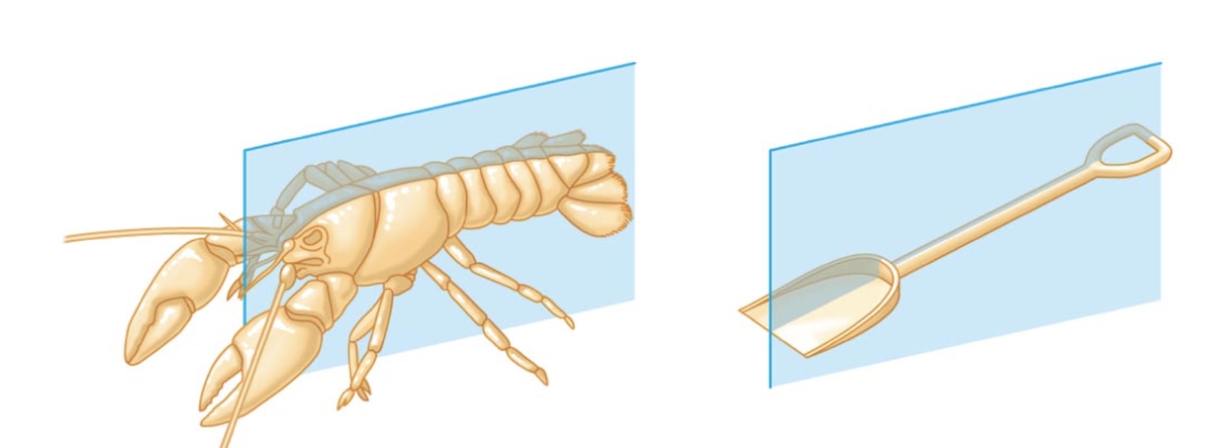 <p>Bilateral symmetry</p>