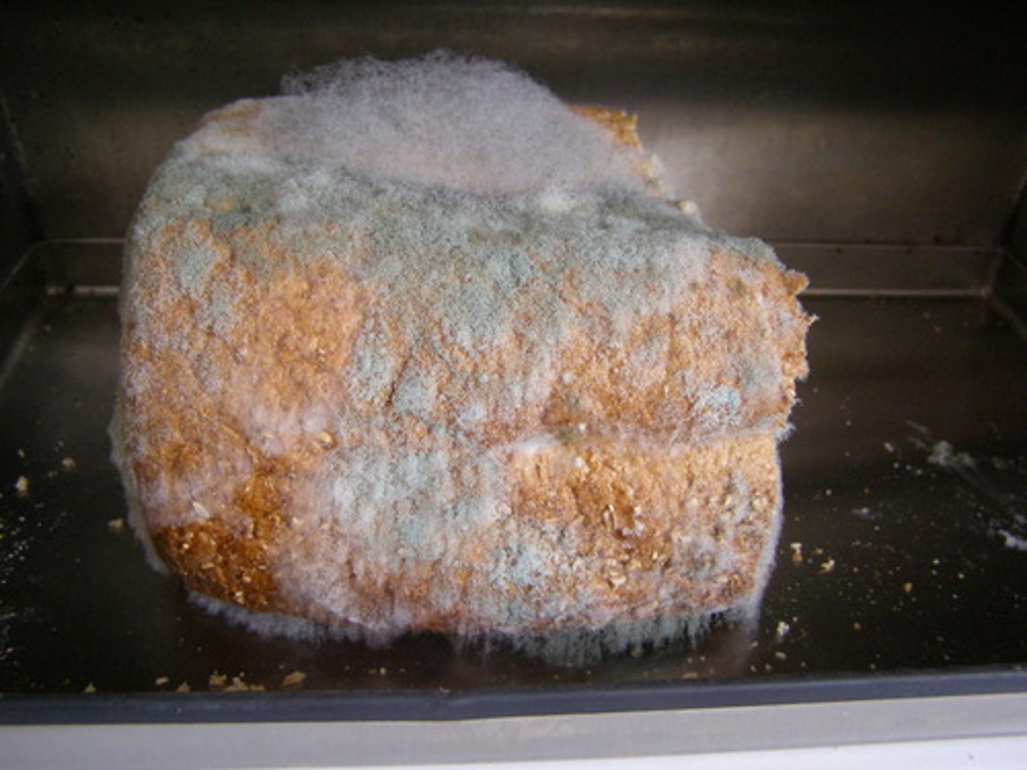<p>organism: neurospora crassa (filamentous bread mold)</p><p>method: mold placed in "race tubes" with food, grows linearly procuding spores rhythmically</p><p>each batch of spores appears apprx. every 24 hrs (10cm spacing)</p><p>tubes kept in constant darkness during week-long space flight</p>