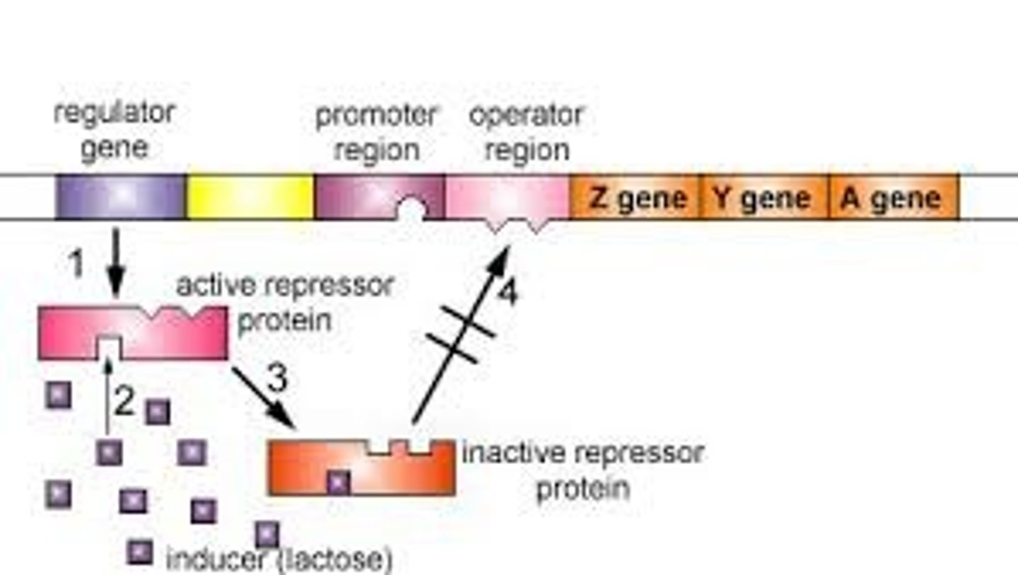 <p>gene control where proteins/enzymes are made in response to the presence of their substrate.</p>