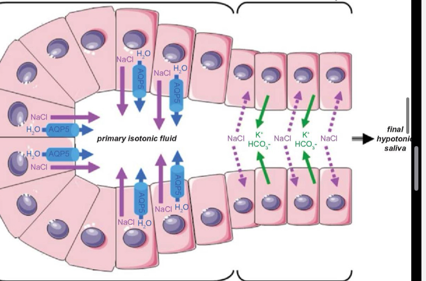 <p>What happens in step 2; ductal of secretion?</p>