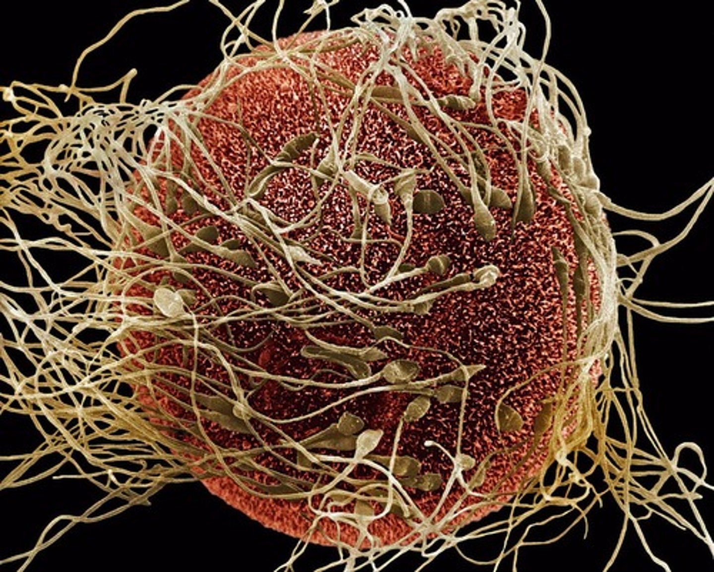 <p>Reproductive cells (eggs and sperm) that are haploid and fuse during fertilization.</p>