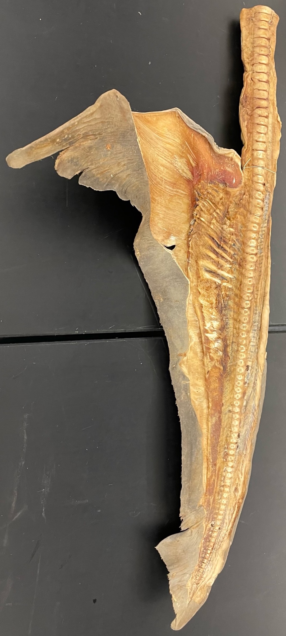 <p>!</p><p>phylum</p><p>subphylum</p><p>superclass</p><p>class</p><p>subclass</p><p>subdivision</p><p>order</p>
