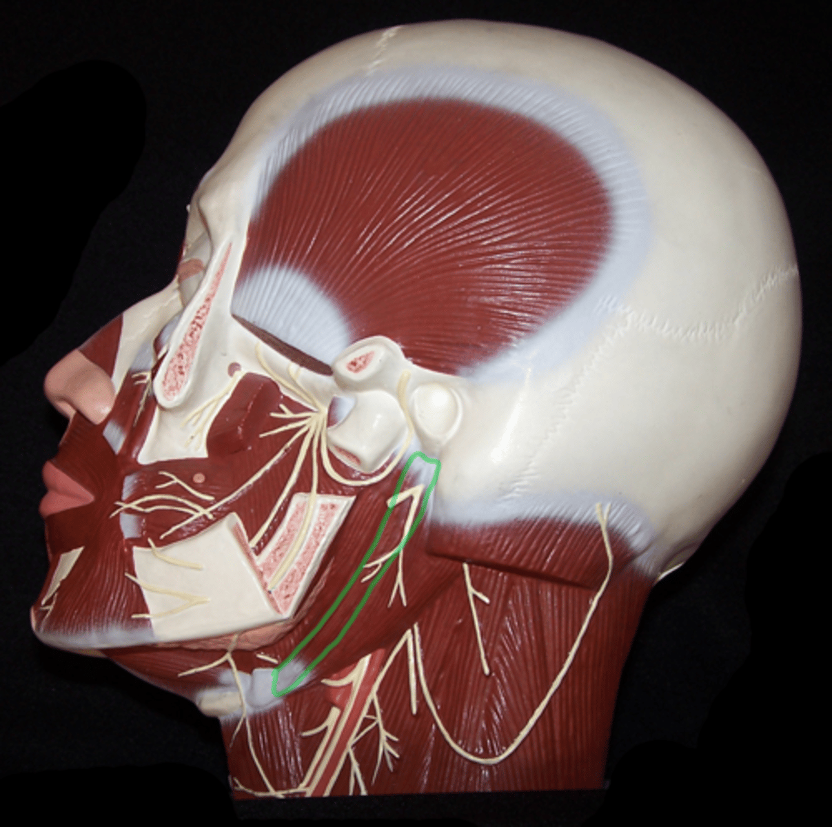 <p>Anterior to digastric posterior belly.</p><p>Origin: Styloid Process of Temporal Bone </p><p>Insertion: Hyoid Bone</p>