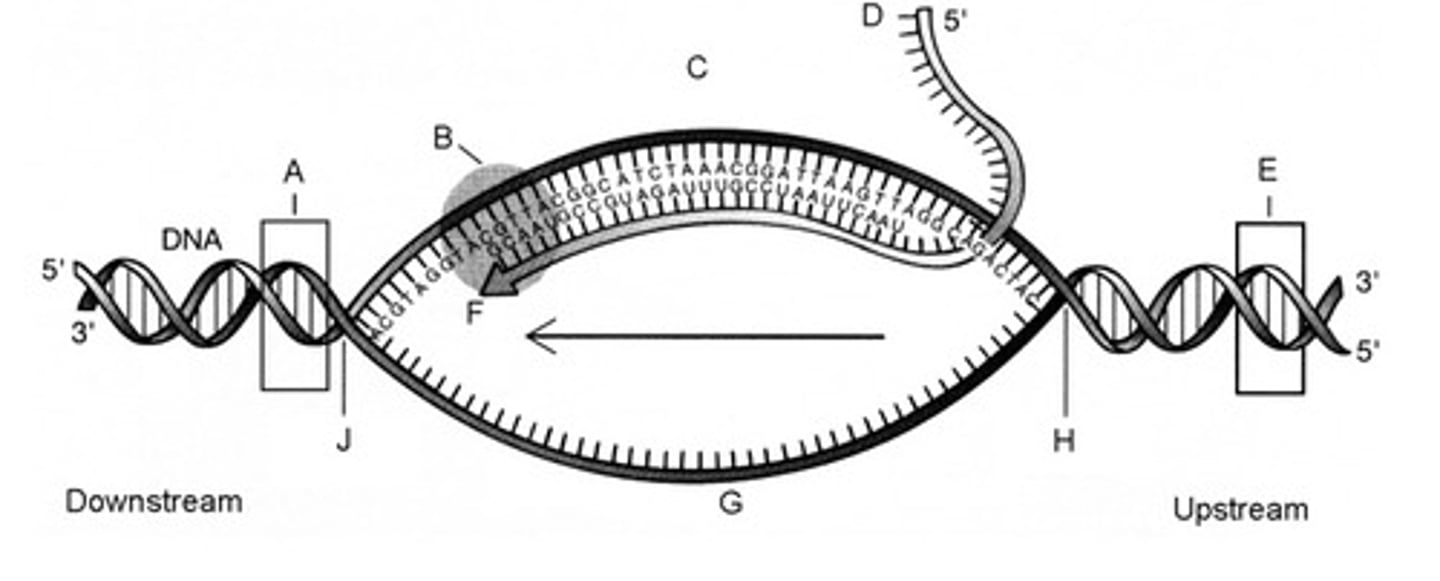 <p>In the figure to the right, mRNA transcription process initiates at the area labeled _______, The messenger RNA transcript in the figure is labeled_____, and the template strand is labeled ______: fill up in the blank</p><p>a. E; D; C</p><p>b. E G, D</p><p>c. A; D; C</p><p>d. A; C; D</p><p>e. A; E C</p>