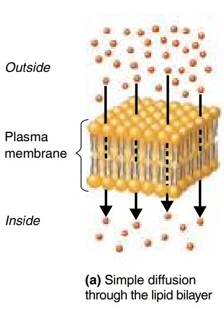 <p>Movement of Material across Membranes&nbsp;&nbsp;</p>