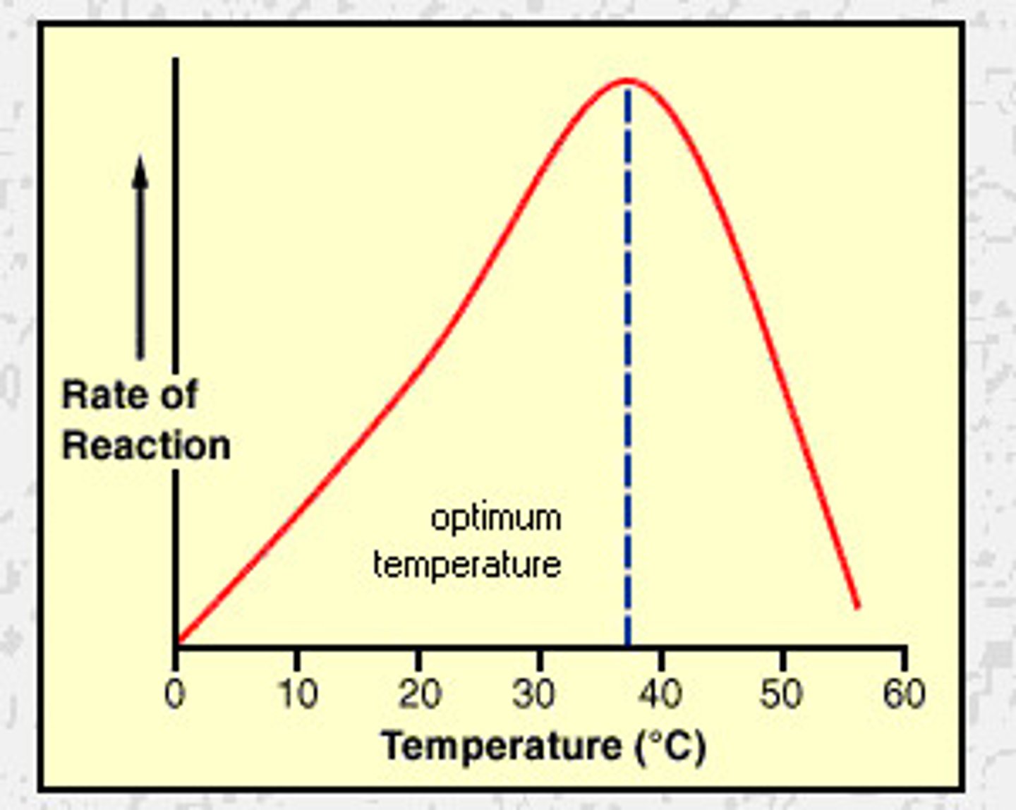 <p>- Enzymes have <span class="bgP">high kinetic energy</span></p><p>- <span class="bgP">More collisions</span> with <span class="bgP">substrates</span>, </p><p>- More <span class="bgP">enzyme-substrate complexes</span> </p><p>- <span class="bgP">Increased rate</span> until <span class="bgP">optimum temp</span></p><p>- Past optimum, <span class="bgP">enzyme's bonds break</span> and enzyme <span class="bgP">denatures</span></p>