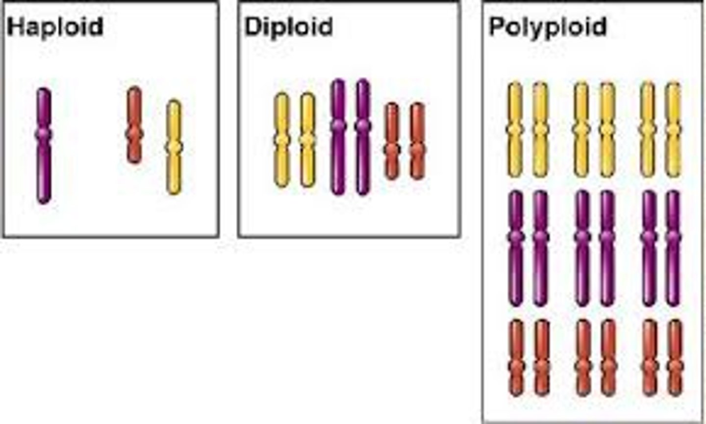<p>condition in which an organism has extra sets of chromosomes</p>