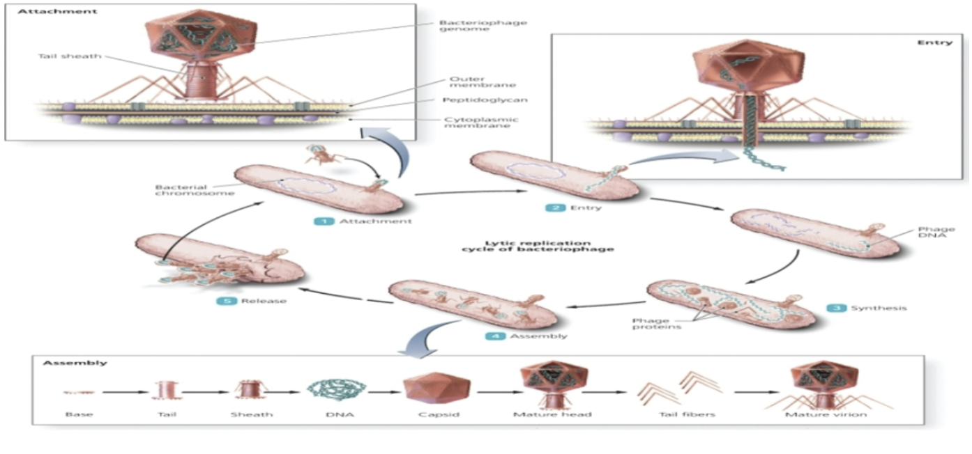 <p><em>only in bacteriophages</em></p><p>Attachment</p><ul><li><p>Nonmotile</p></li><li><p>Contact with host cell is random</p></li><li><p>Dependent upon chemical attraction between tail fibers and receptors on host membrane</p></li><li><p>Will only attach to pili, cell wall, or flagella for E. coli</p></li></ul><p></p><p>Entry</p><ul><li><p>To break through cell wall, it releases lysozyme to dissolve outer part of cell wall</p></li><li><p>Helical part contracts and squirts nucleic acid into bacteria</p></li><li><p>After entry viral enzymes begin to degrade bacterial DNA</p></li></ul><p></p><p>Synthesis</p><ul><li><p>Begins to create viral genome for new viruses</p></li><li><p>For dsDNA viruses, the viral genome directs the synthesis of new capsid proteins, tail, viral polymerase, and lysozyme</p></li></ul><p></p><p>Assembly</p><ul><li><p>Capsid proteins begin to assemble inside the host cell</p></li><li><p>Tails and tail fibers begin to assemble and attach to head</p></li><li><p>Capsids form around viral genomes, or the genomes are pumped into the newly formed capsid</p></li></ul><p></p><p>Release</p><ul><li><p>As lysozymes weakens the cell wall of the bacterium the new virions can burst free from the cell</p></li></ul>