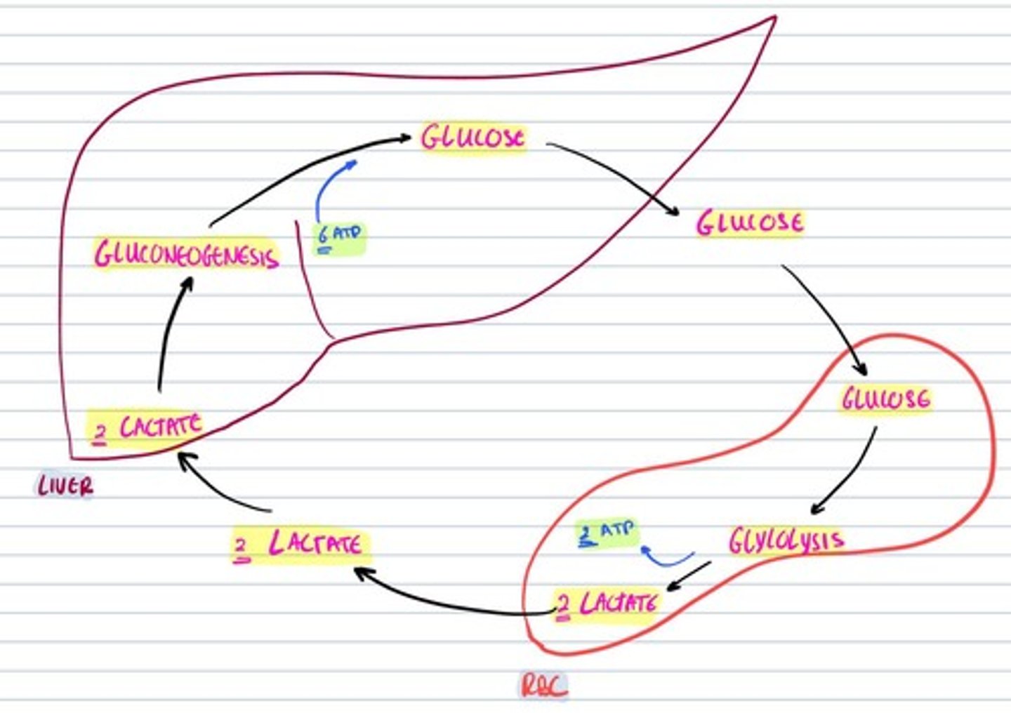 knowt flashcard image