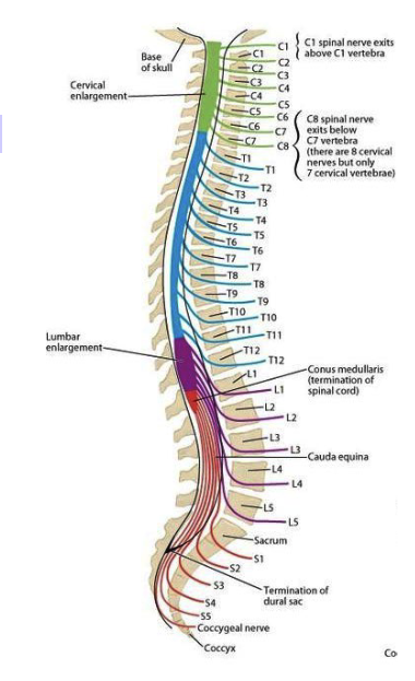 <ul><li><p>tapered inferior end of the SC,</p></li><li><p>ends between vertebrae L1/L2</p><ul><li><p>due to differences in growth of spinal cord and spinal column</p></li></ul></li></ul><p></p>