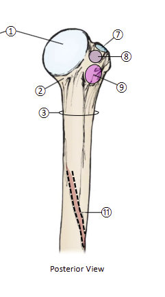 <p>9</p>