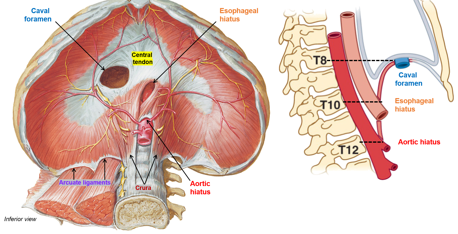 <ol><li><p><strong>Caval foramen</strong> – Allows the <strong>inferior vena cava</strong> to pass through, facilitating blood return to the heart.</p></li><li><p><strong>Esophageal hiatus</strong> – Provides a passage for the <strong>esophagus</strong> and the <strong>vagus nerves</strong>.</p></li><li><p><strong>Aortic hiatus</strong> – Allows the <strong>aorta</strong>, <strong>thoracic duct</strong>, and <strong>azygos vein</strong> to pass through.</p></li></ol><p></p>